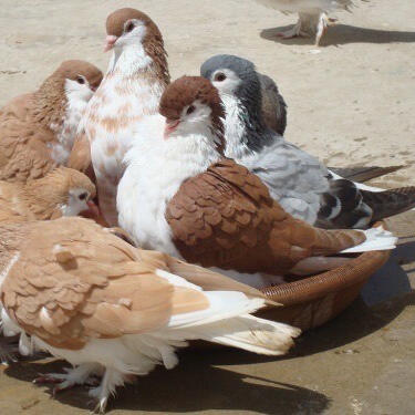 Beige and white pigeons vibing